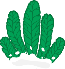 green coral