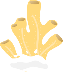 yellow coral